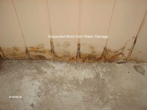 Mold on  Walls